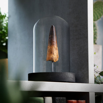 Spinosaurus Tooth