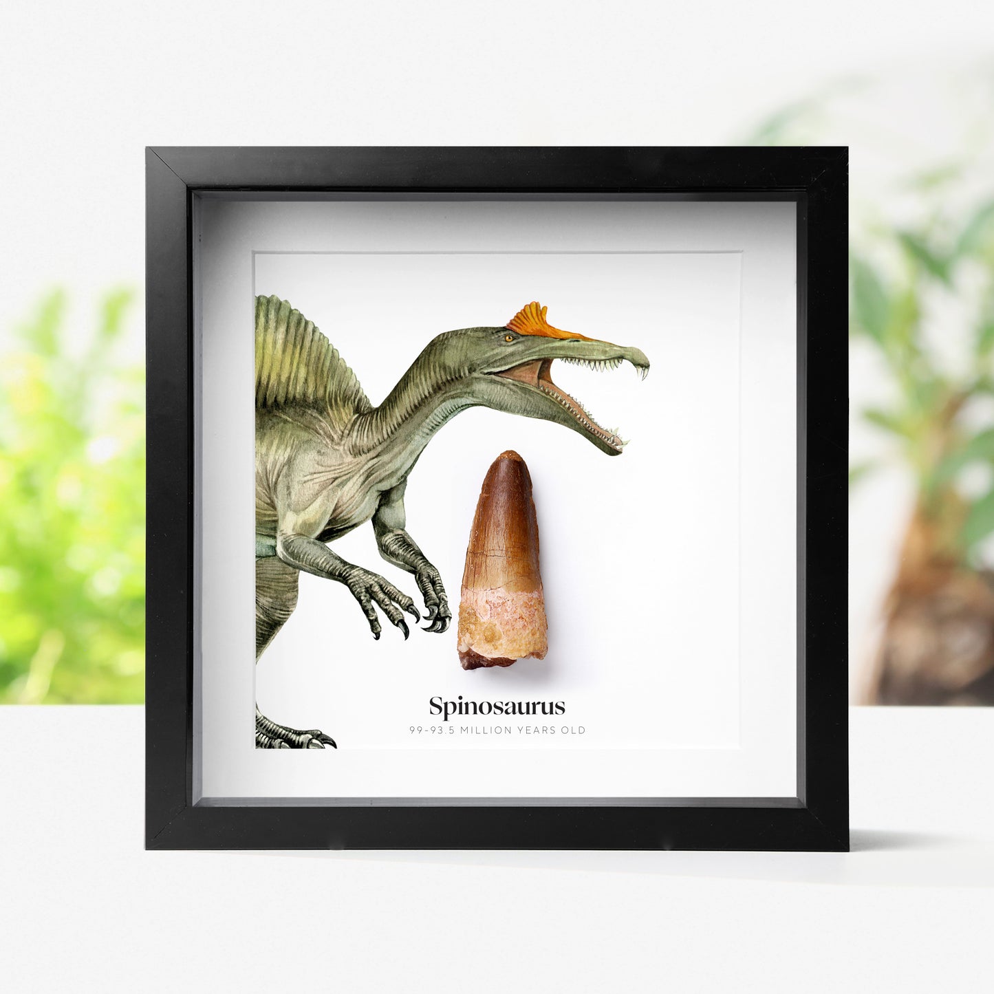 Spinosaurus Tooth