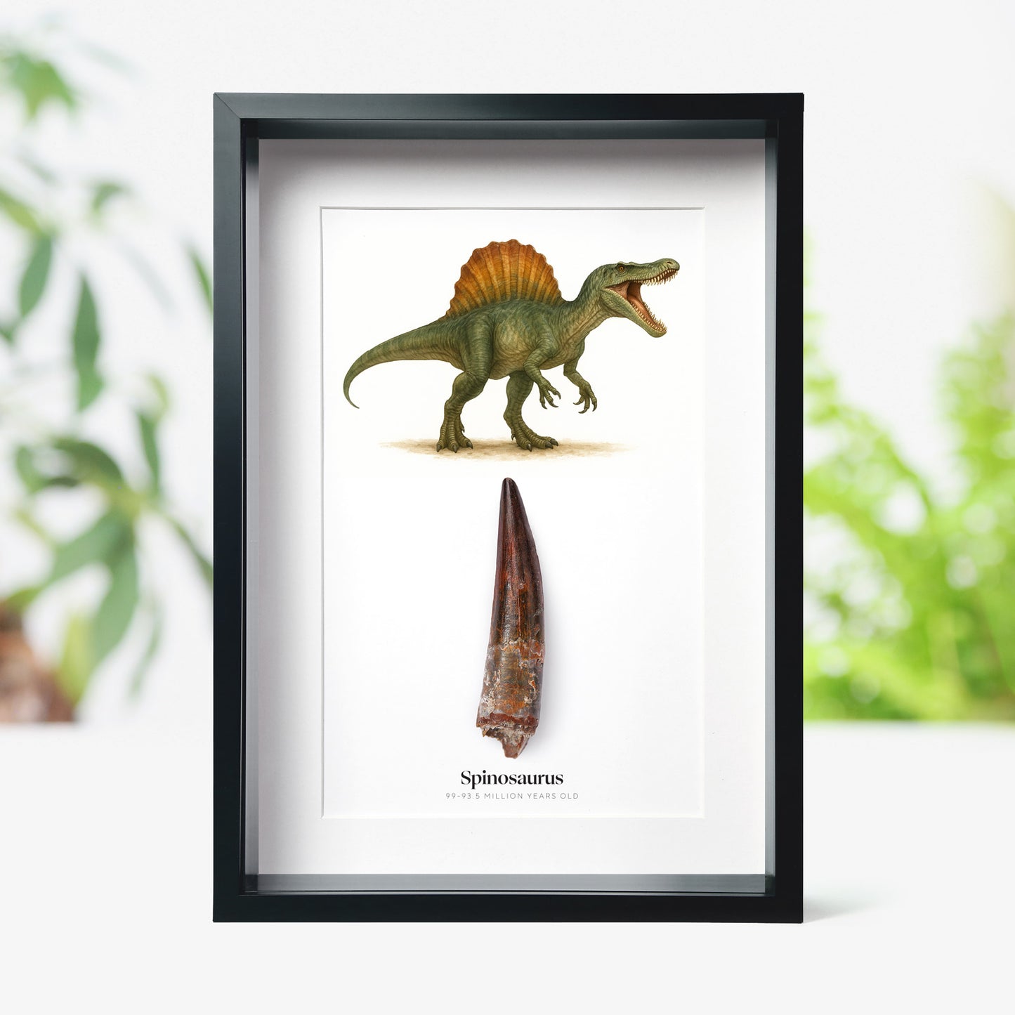 Spinosaurus Tooth