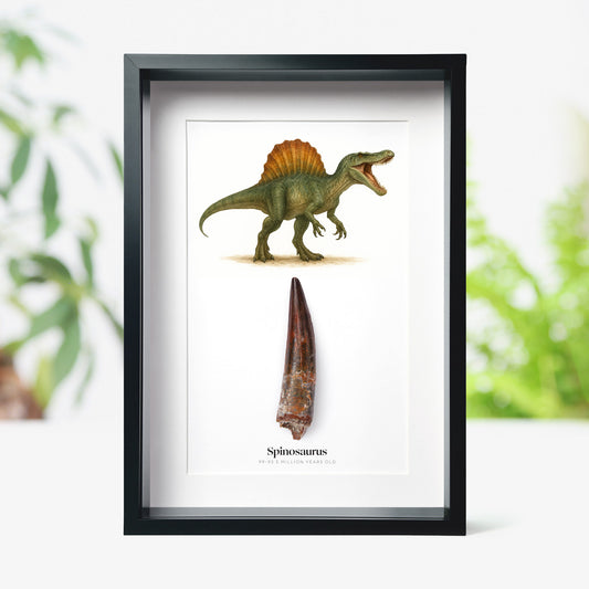 Spinosaurus Tooth