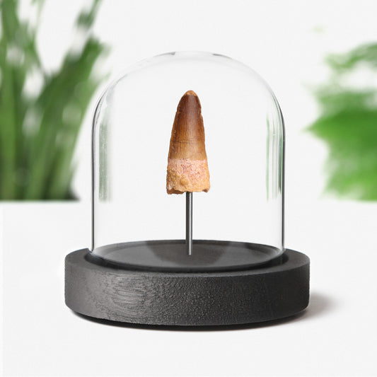Spinosaurus Tooth
