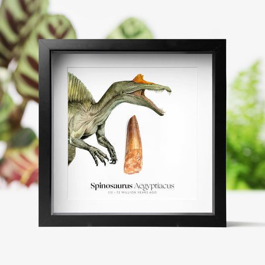 Spinosaurus Tooth