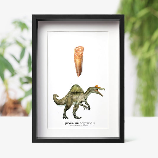Spinosaurus Tooth