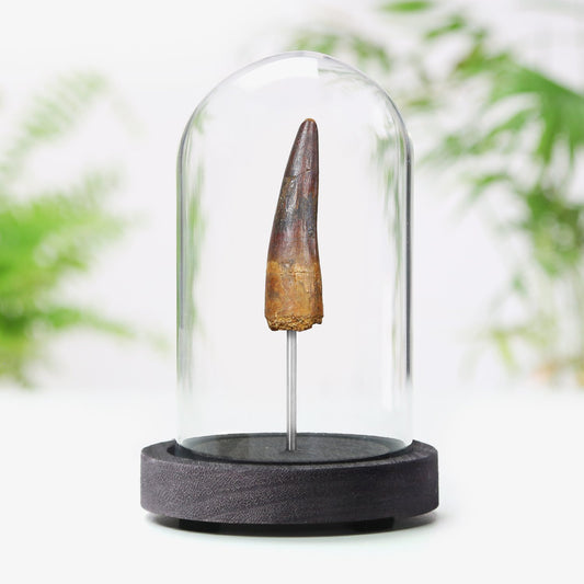 Spinosaurus Tooth