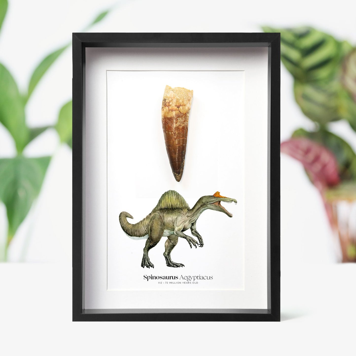 Spinosaurus Tooth