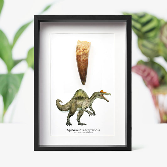 Spinosaurus Tooth