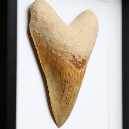 3-4" Megalodon Tooth