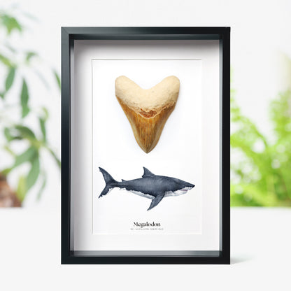 3-4" Megalodon Tooth