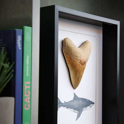 3-4" Megalodon Tooth