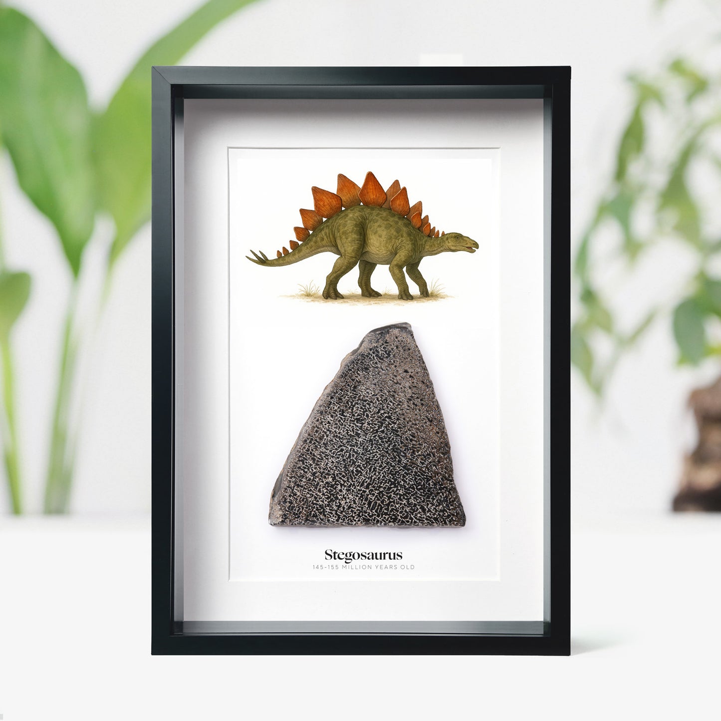 Stegosaurus Bone