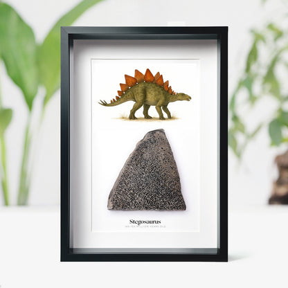 Stegosaurus Bone