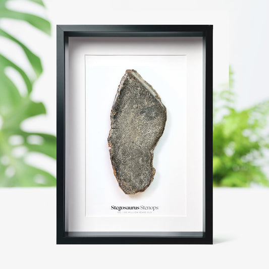 Stegosaurus Bone