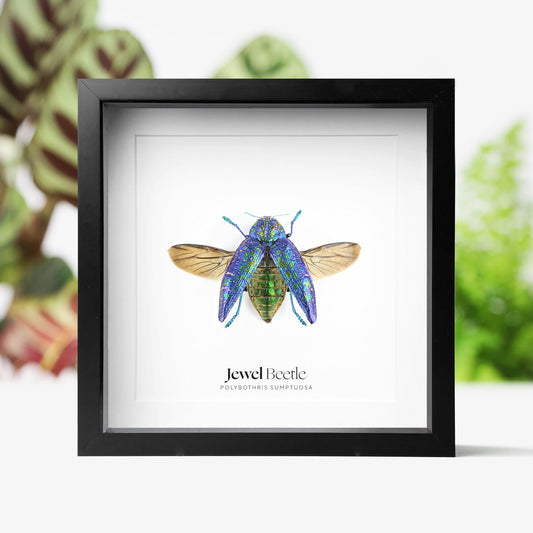 Sumptuosa Jewel Beetle