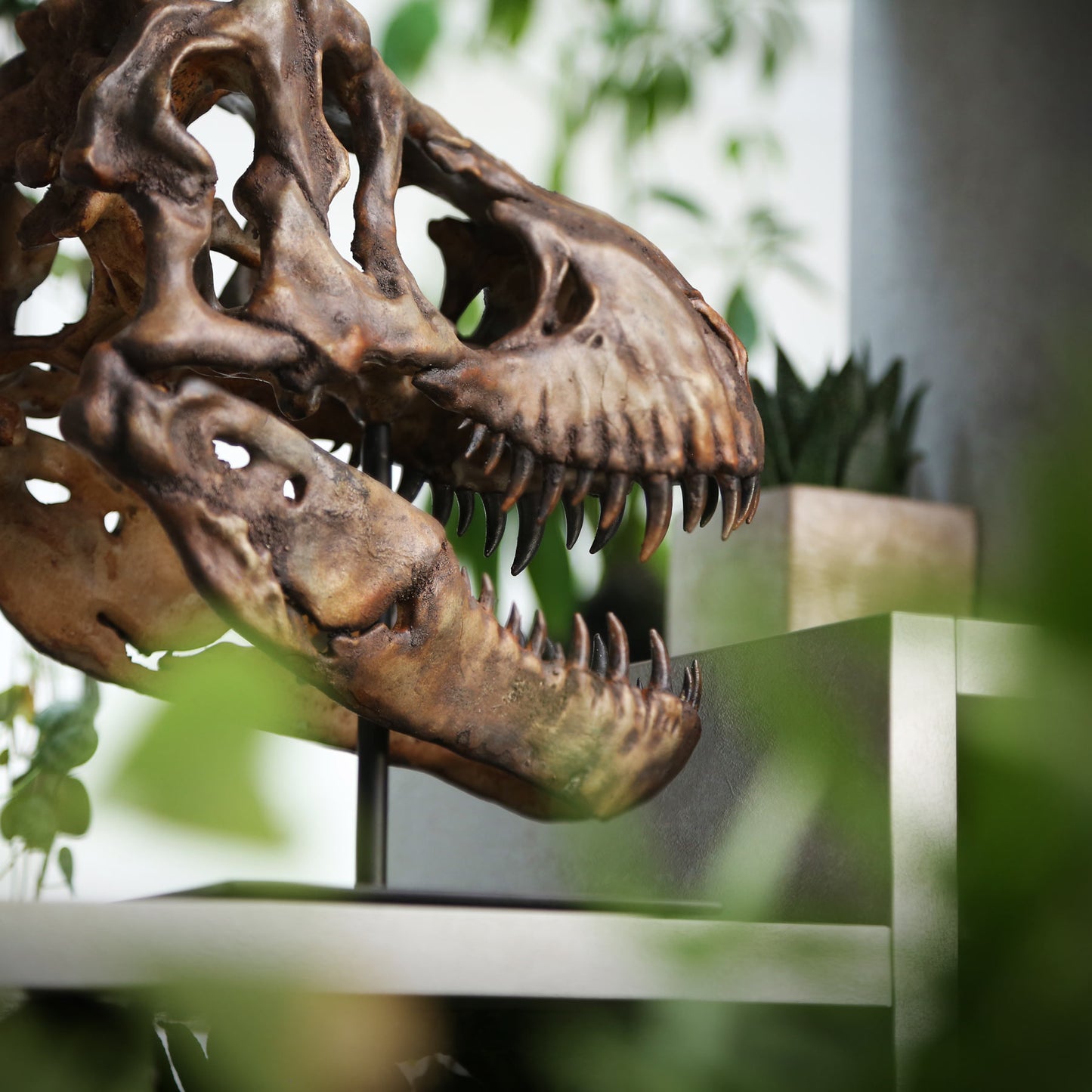 Tyrannosaurus Rex