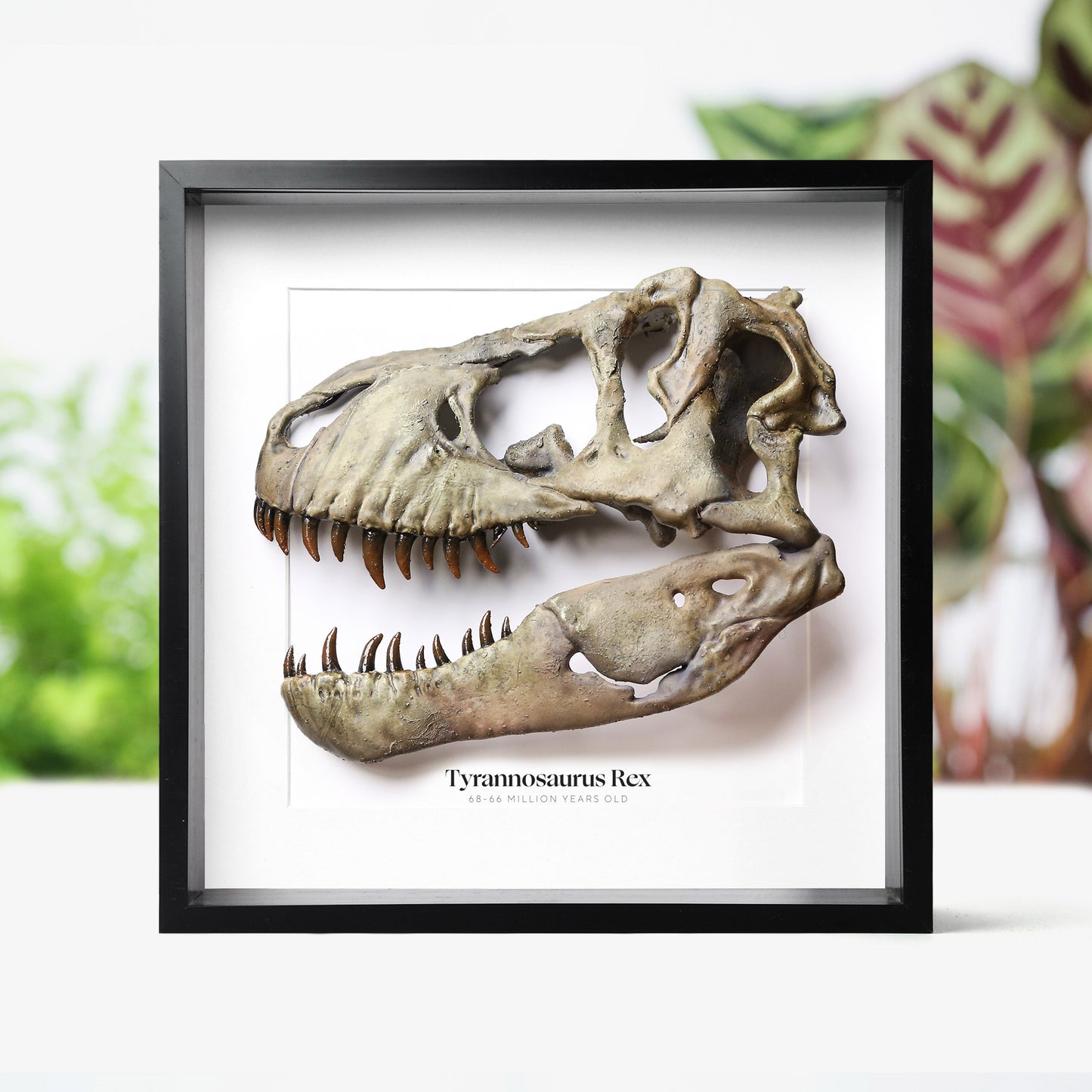 T-Rex Skull