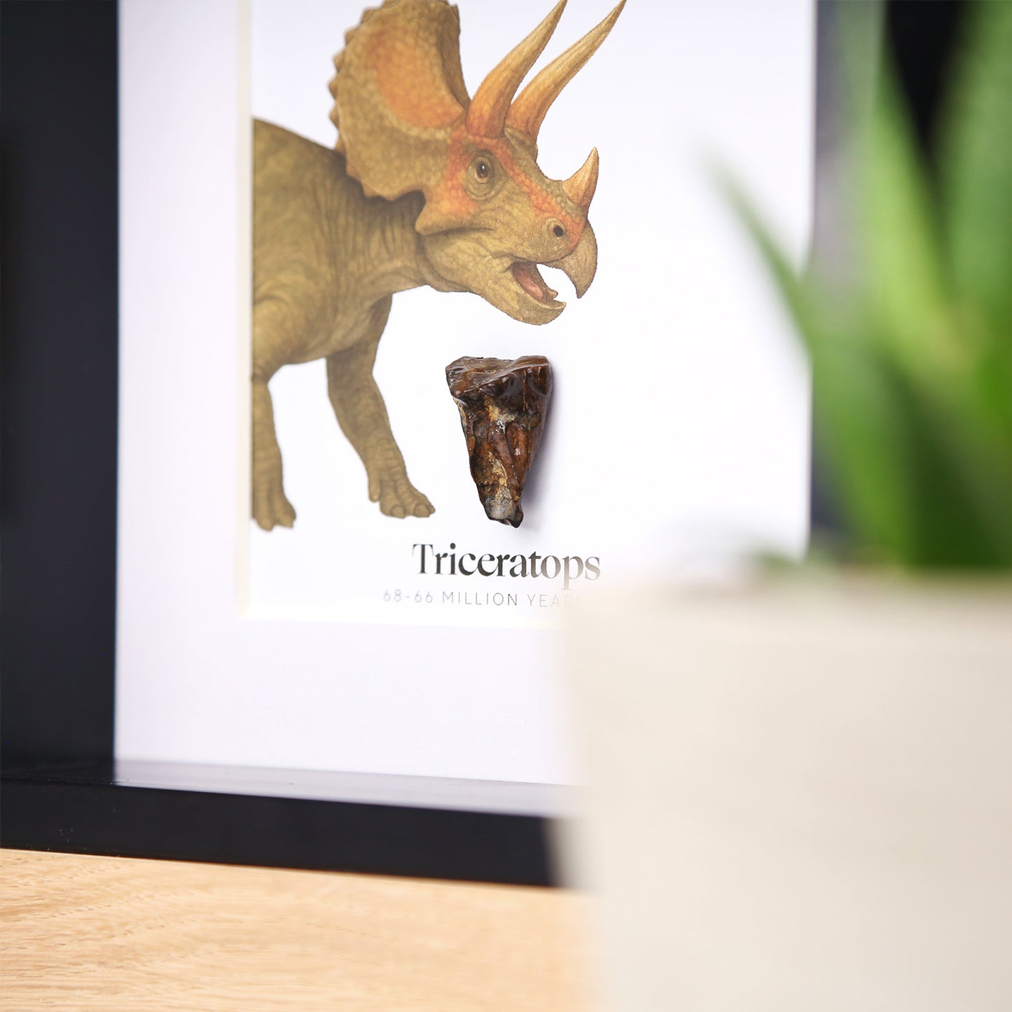 Triceratops Horridus Tooth