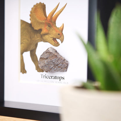 Triceratops Bone