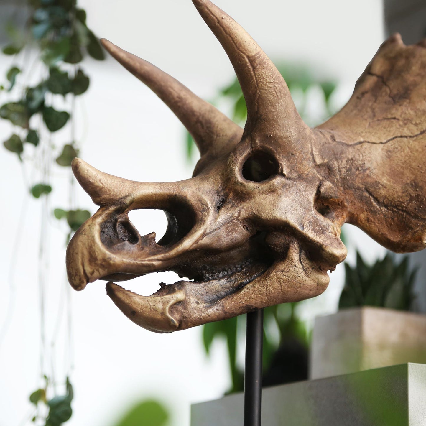 Triceratops