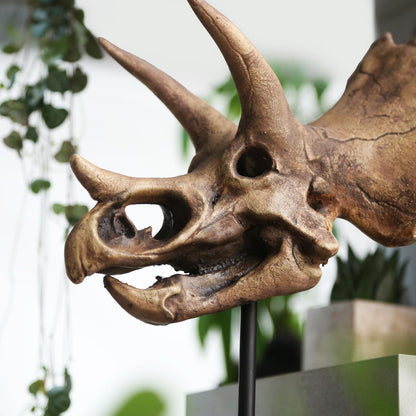 Triceratops