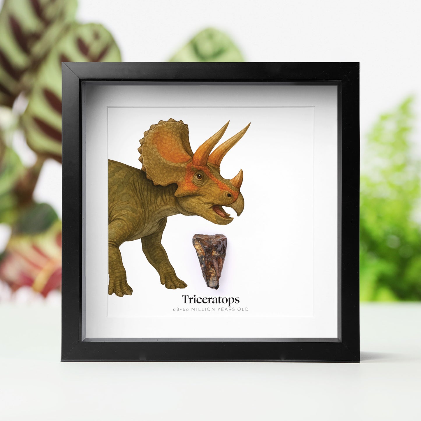 Triceratops Horridus Tooth
