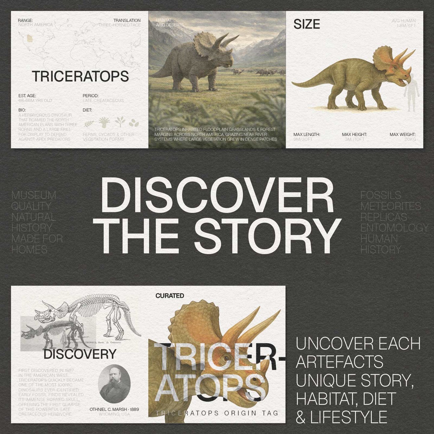 Triceratops Tooth