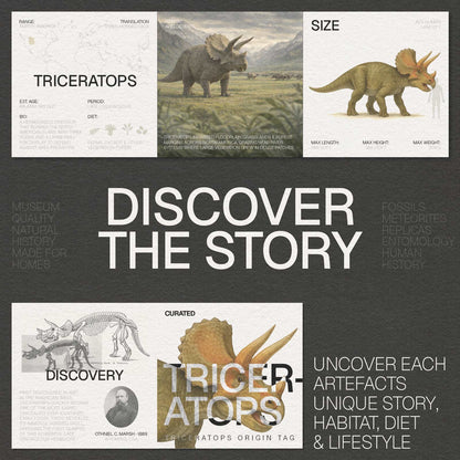 Triceratops Tooth