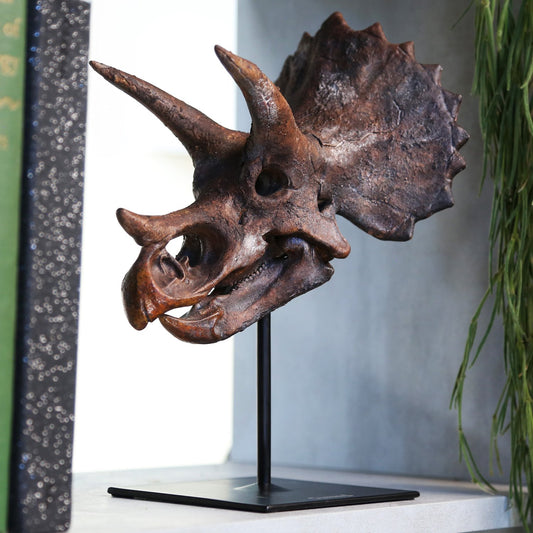 Triceratops