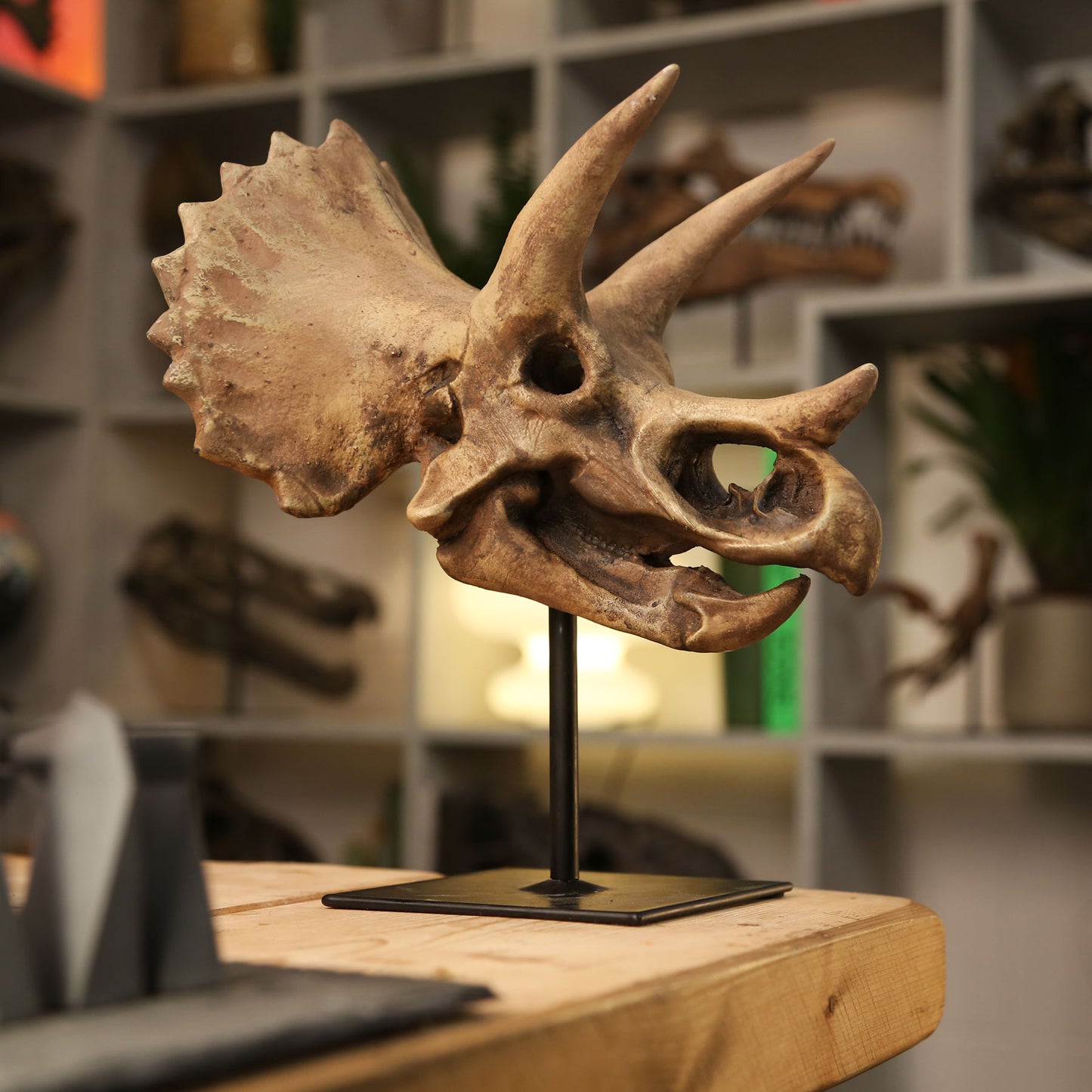 Triceratops