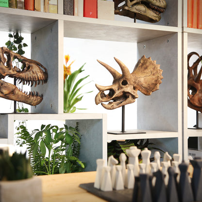 Triceratops