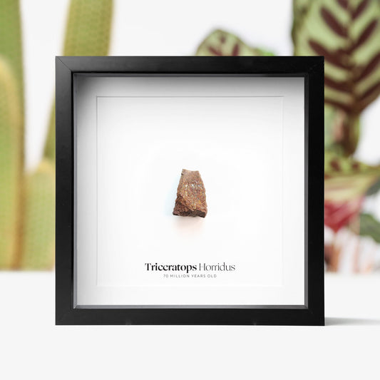Triceratops Tooth