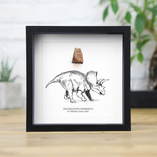 Triceratops Horridus Tooth