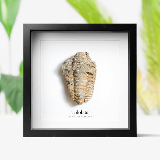 Trilobite
