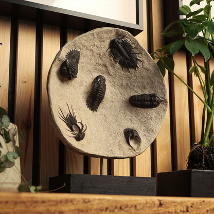 Horned & Reedops Trilobite Collection