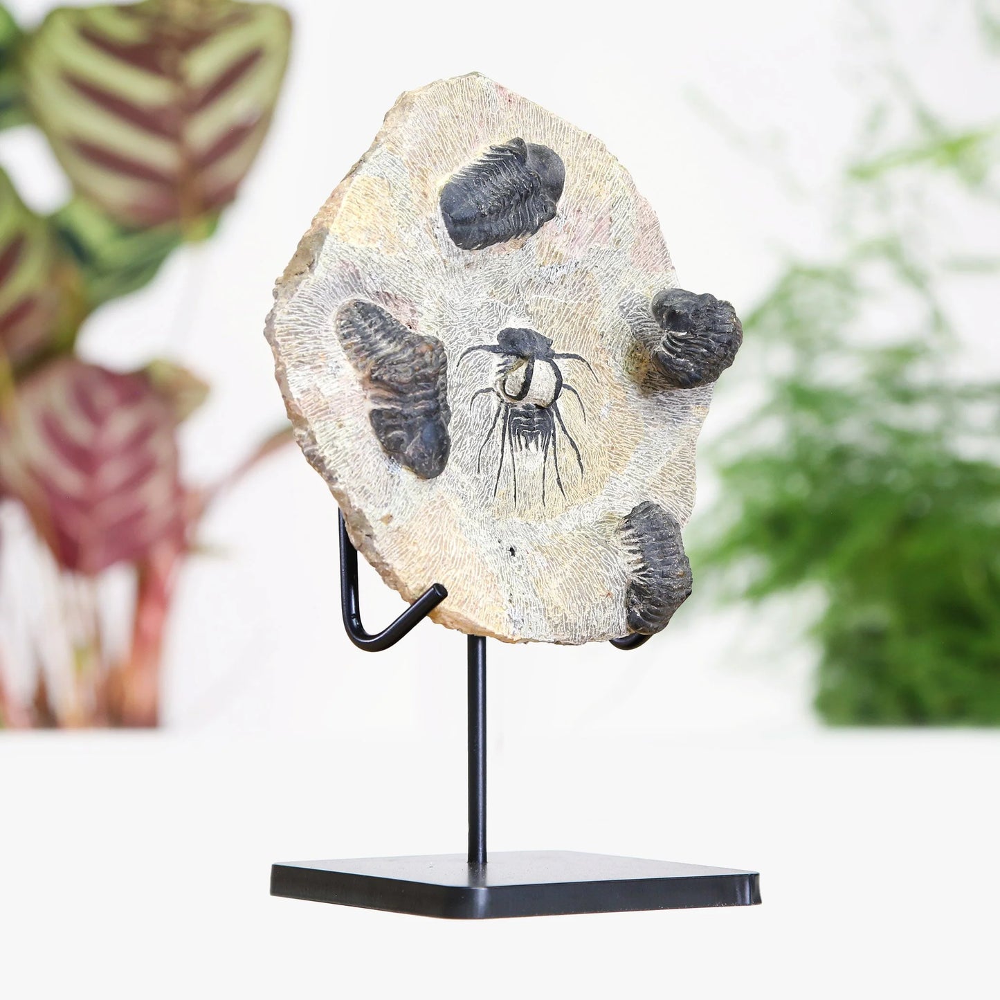 Horned & Reedops Trilobite Collection