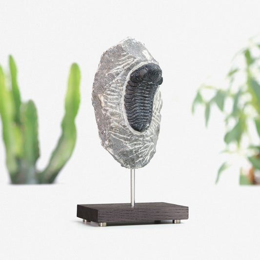 Reedops Trilobite