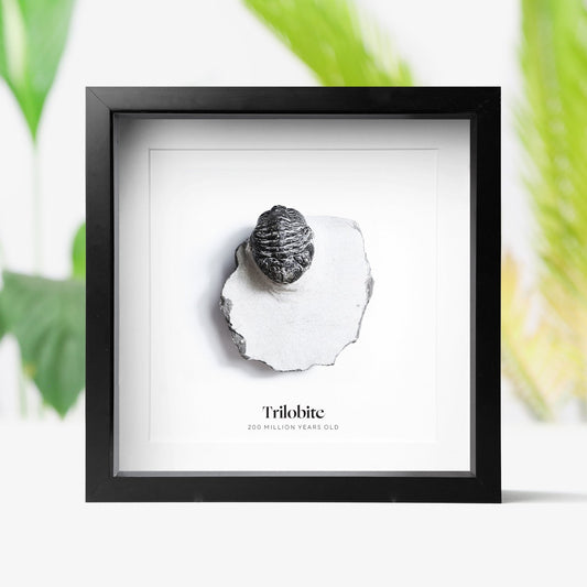 Trilobite