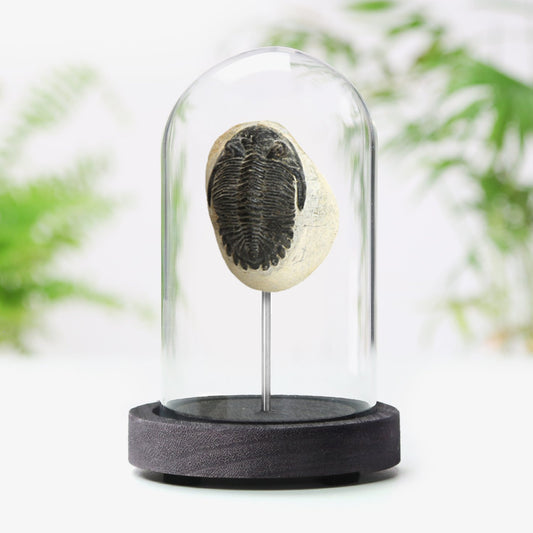Trilobite