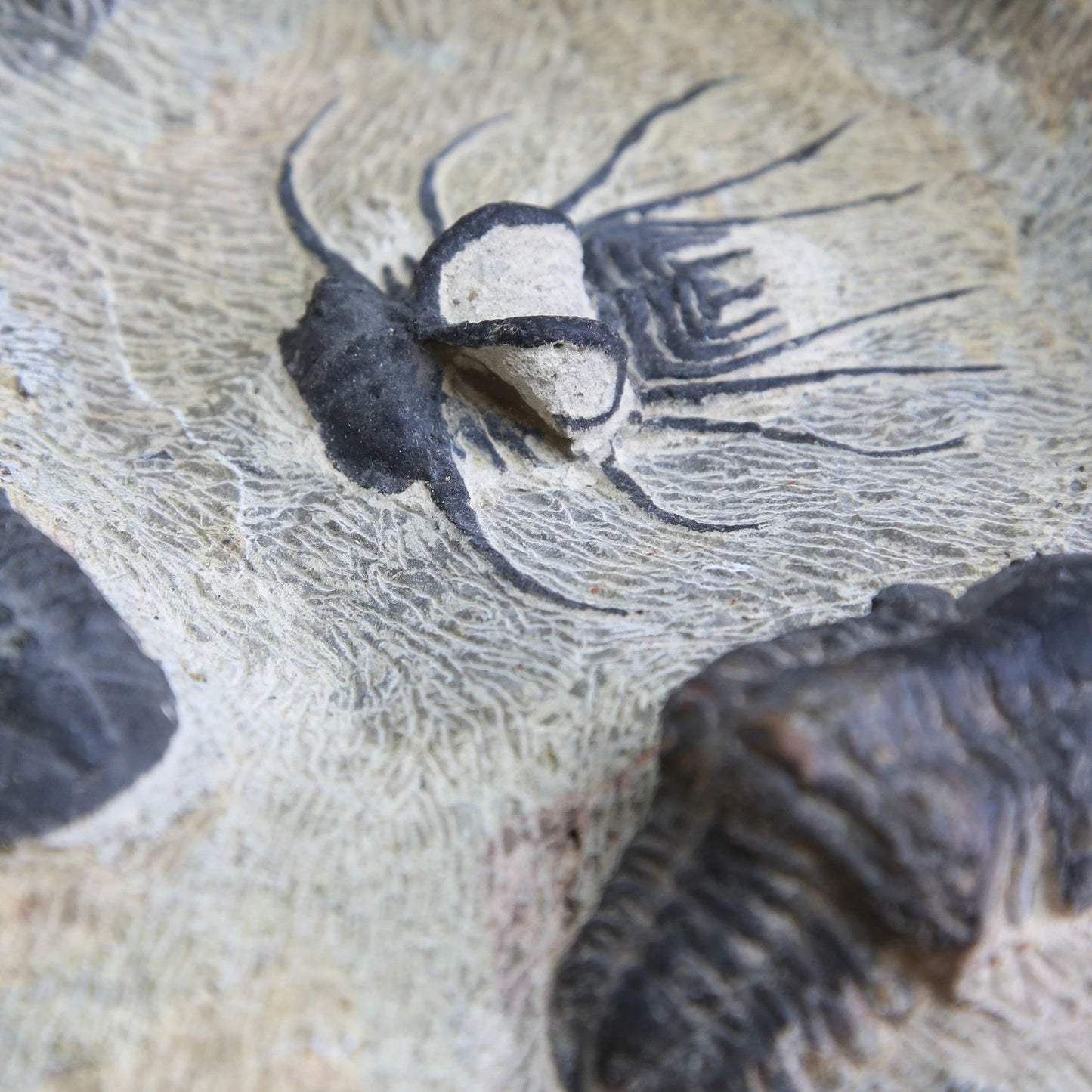 Horned & Reedops Trilobite Collection