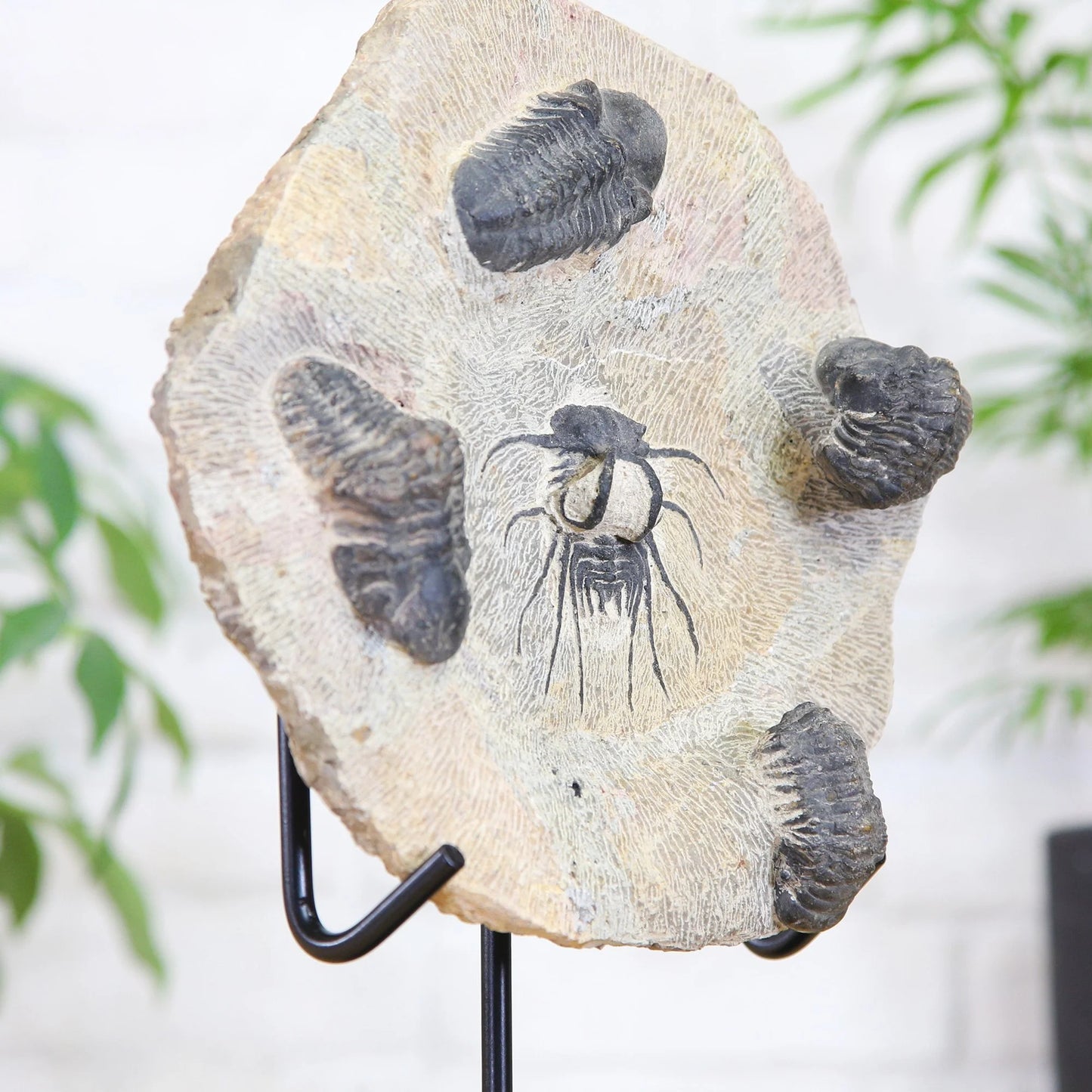 Horned & Reedops Trilobite Collection
