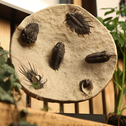 Horned & Reedops Trilobite Collection