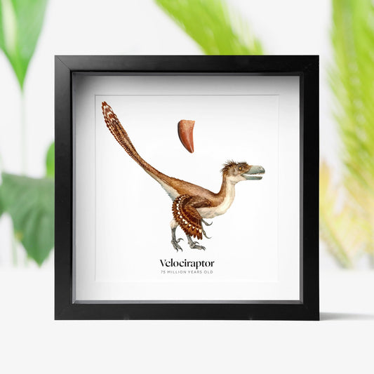 Velociraptor Tooth