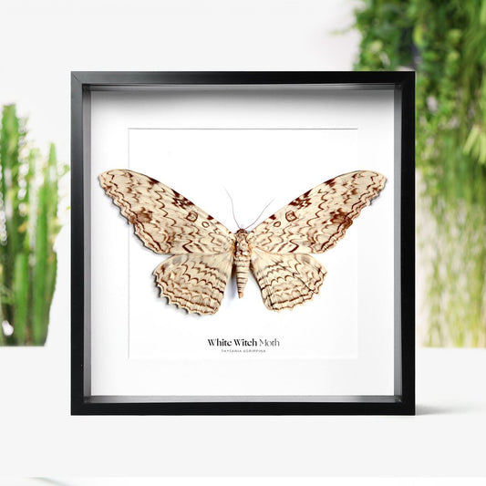 White Witch Moth