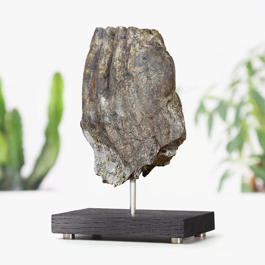 Woolly Mammoth Tooth