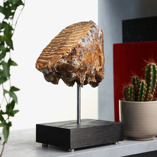 Woolly Mammoth Tooth