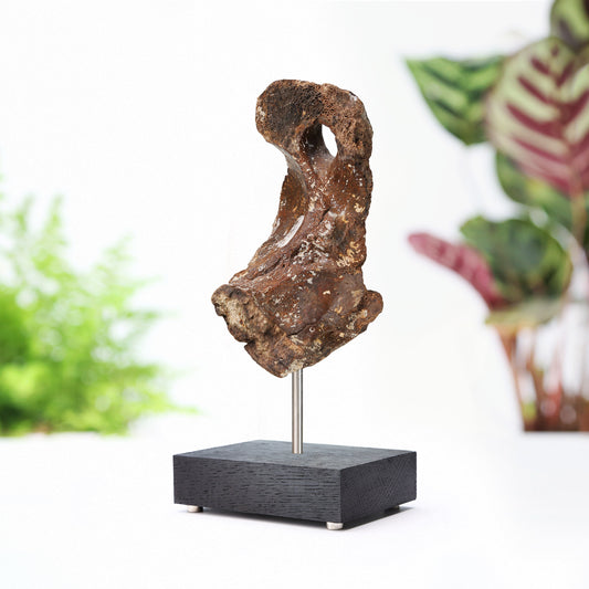 Woolly Rhinoceros Bone