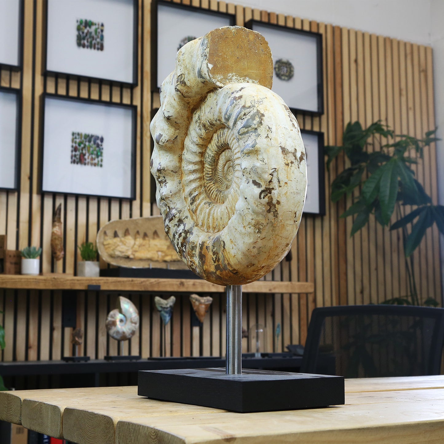 Perisphinctes Ammonite
