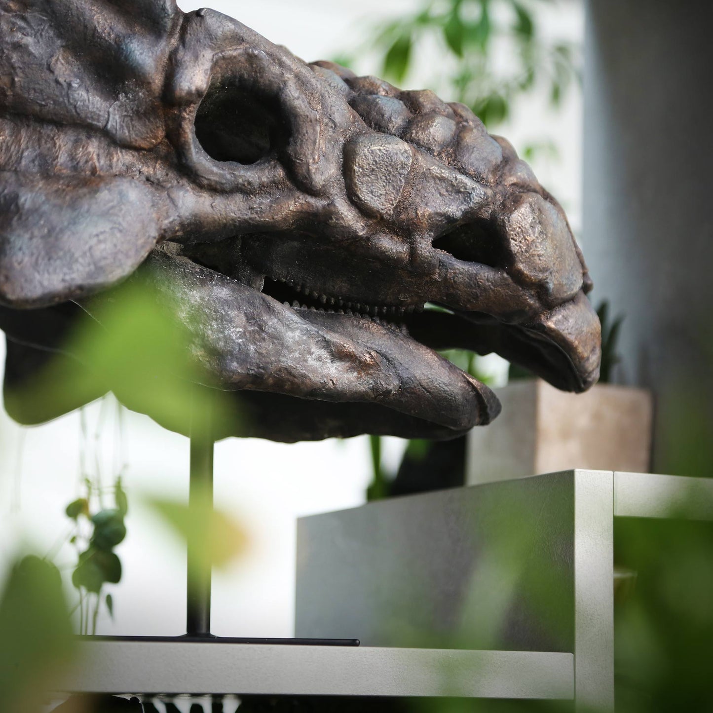 Ankylosaurus