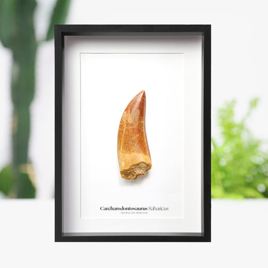 Carcharodontosaurus Tooth