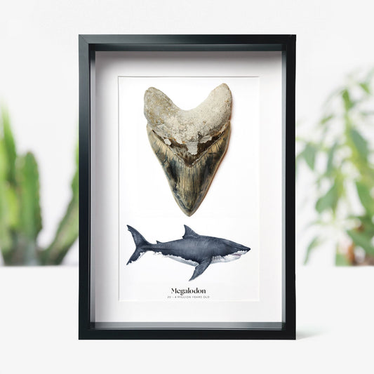 Large Megalodon Tooth