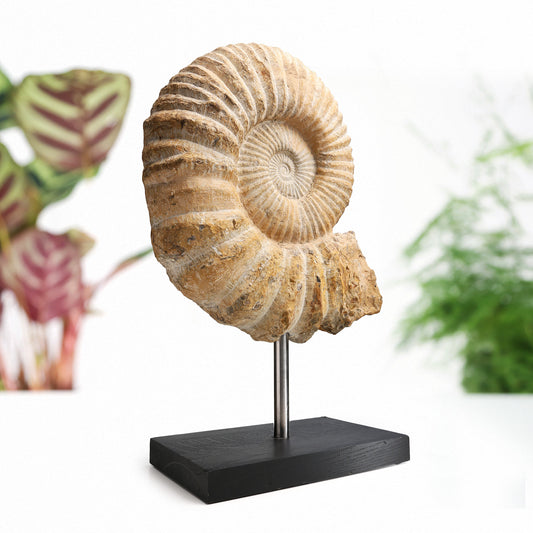 XXL Mantelliceras Ammonite